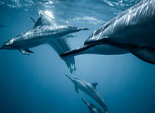 熊猫体育分部-春节祝福宣？阿奇姆彭出现在大连英博的春节祝福视频当中